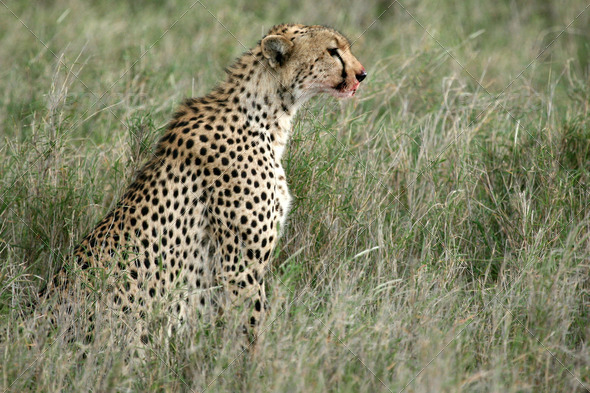 Cheetah - Serengeti, Africa (Misc) Photo Download