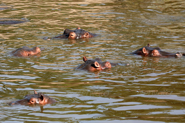 Hippos in Africa (Misc) Photo Download