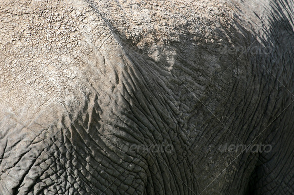 Elephant Skin. Tanzania, Africa (Misc) Photo Download