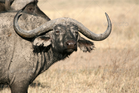 Buffalo - Ngorongoro Crater, Tanzania, Africa (Misc) Photo Download