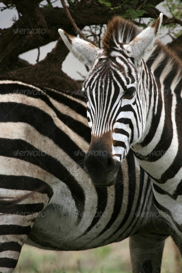 Zebra - Serengeti Safari, Tanzania, Africa (Misc) Photo Download