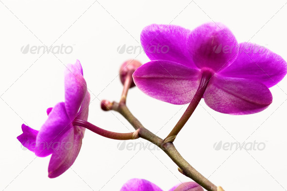 Orchid flower isolated on white (Misc) Photo Download