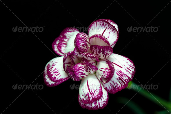 Carnations (Misc) Photo Download