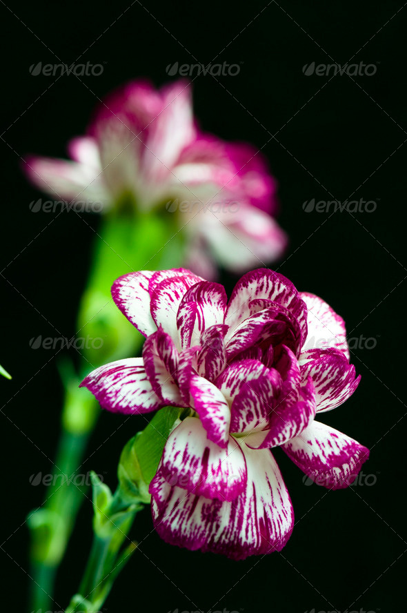 Carnations (Misc) Photo Download