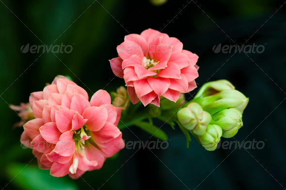 Kalanchoe bush (Misc) Photo Download