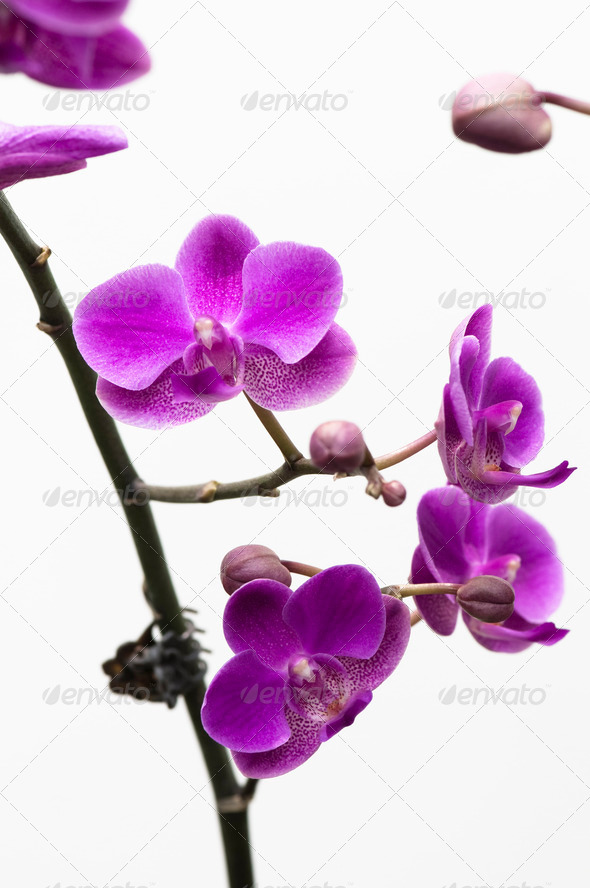 Orchid flower isolated on white (Misc) Photo Download