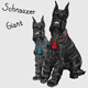 Vector Miniature Schnauzer do - 7