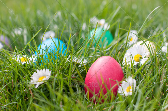 Easter hunt (Misc) Photo Download