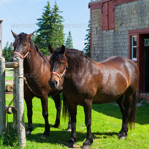 Canadian Horses (Misc) Photo Download