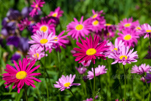 Painted Daisies (Misc) Photo Download