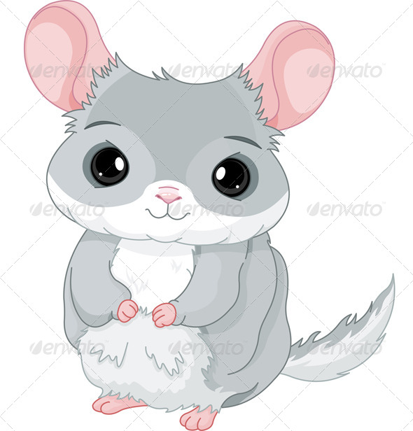 Chinchilla (Animals)