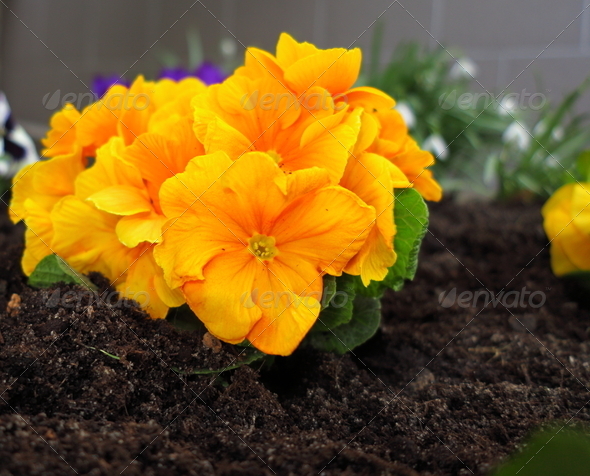 First spring flowers in garden (Misc) Photo Download