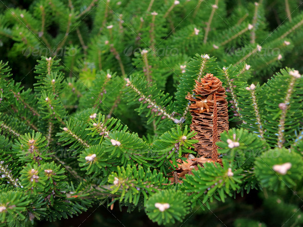 conifer branch with cones (Misc) Photo Download