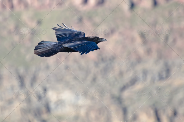 Black Raven Flying Through the Canyon (Misc) Photo Download