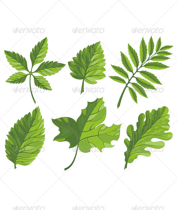 GraphicRiver Set of Green Leaves 7335291 GraphicRiver Set of Green Leaves 7335291