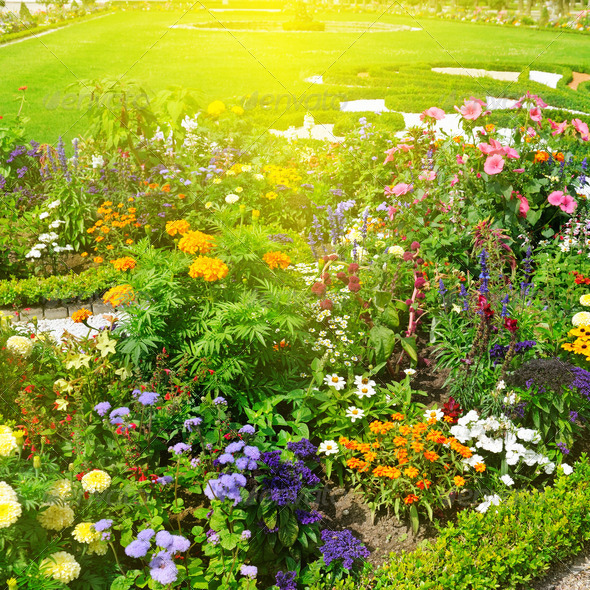 beautiful flower garden and sunrise (Misc) Photo Download