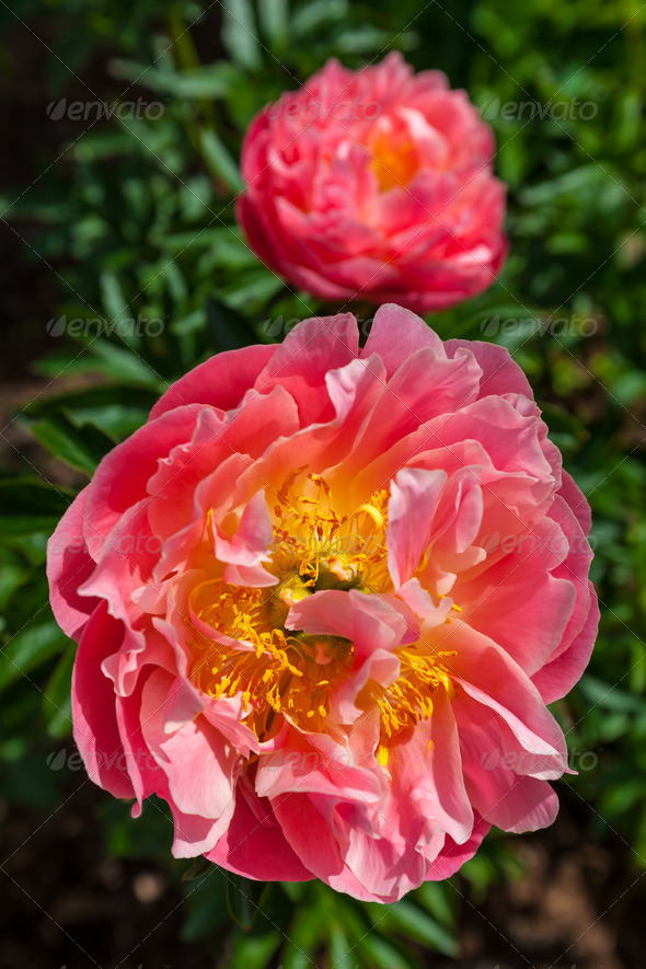 Garden Peony (Misc) Photo Download