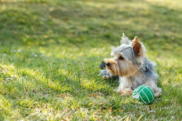 Cute small yorkshire terrier (Misc) Photo Download